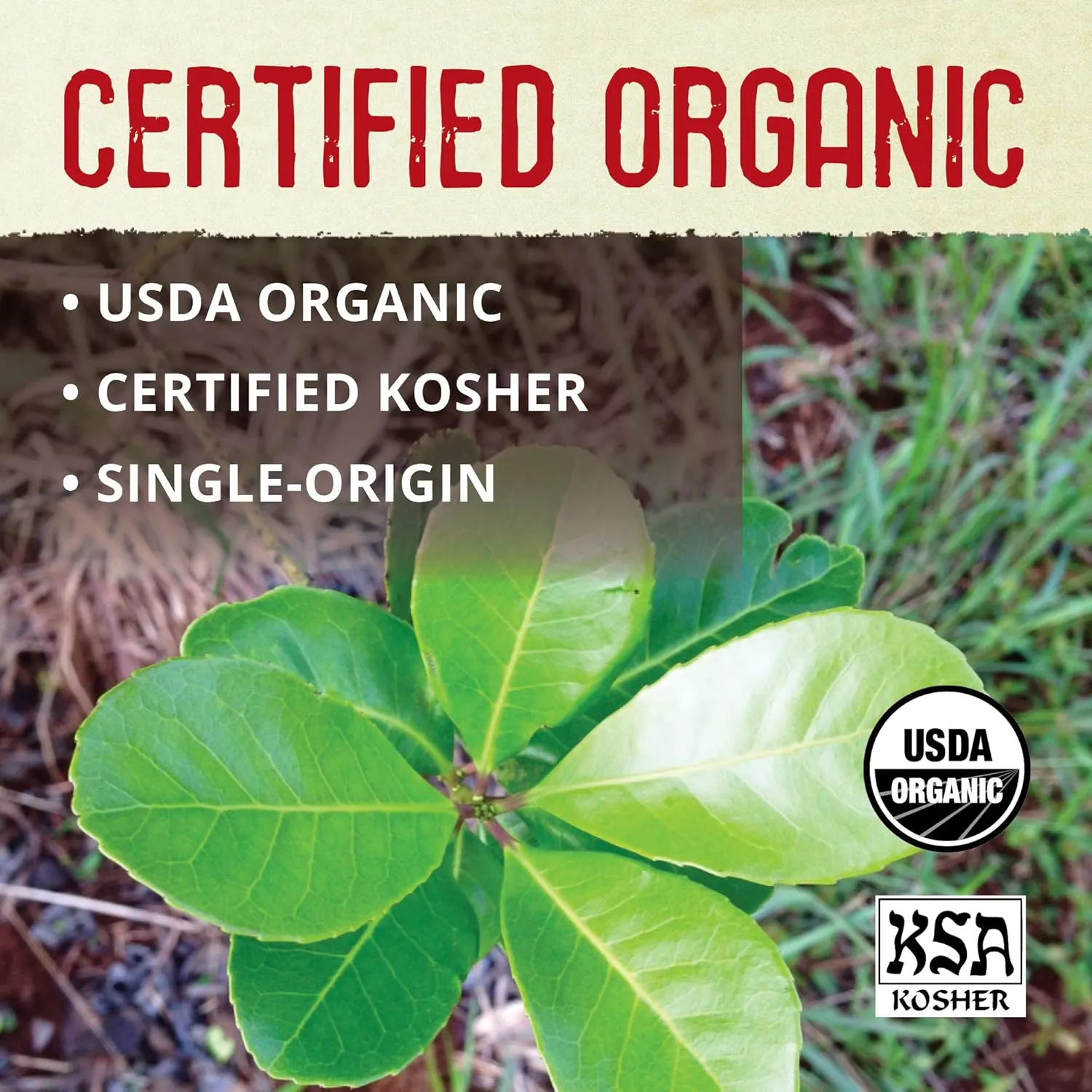 ECOTEAS Organic Yerba Mate Tea Bags – Natural Energy & Detox Herbal Tea – Coffee Alternative - Kosher, Non-GMO, Gluten-Free - 100 Unsmoked Bulk Bags, 8.8 oz (Pack of 3)