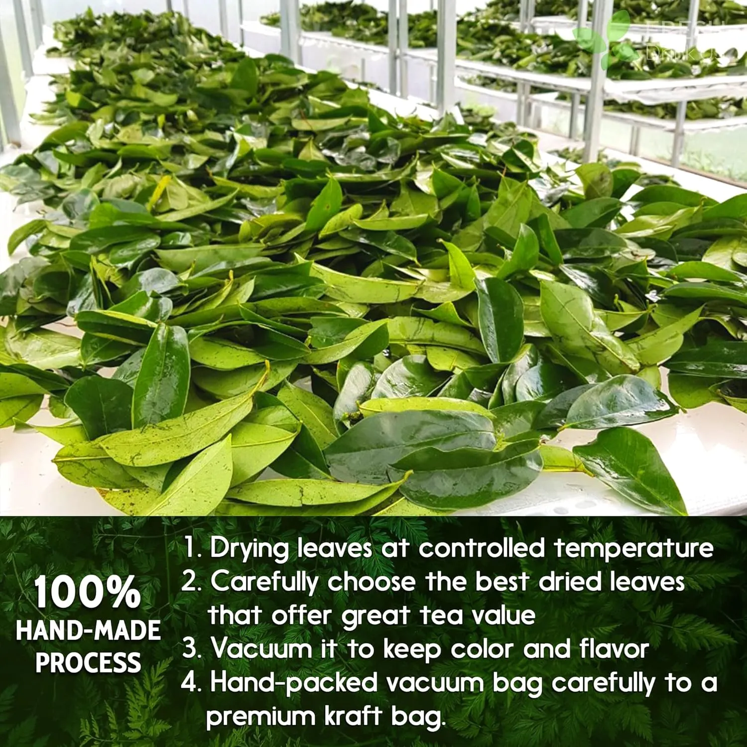 FreshDrinkUS, 240  Premium Soursop Graviola Dried Leaves Tea, 230-250 Whole Soursop Leaves, Wildcrafted, Graviola , Guanabana , Hoja Guanabana, Loose Leaf Herbal , No Gluten, Vegan