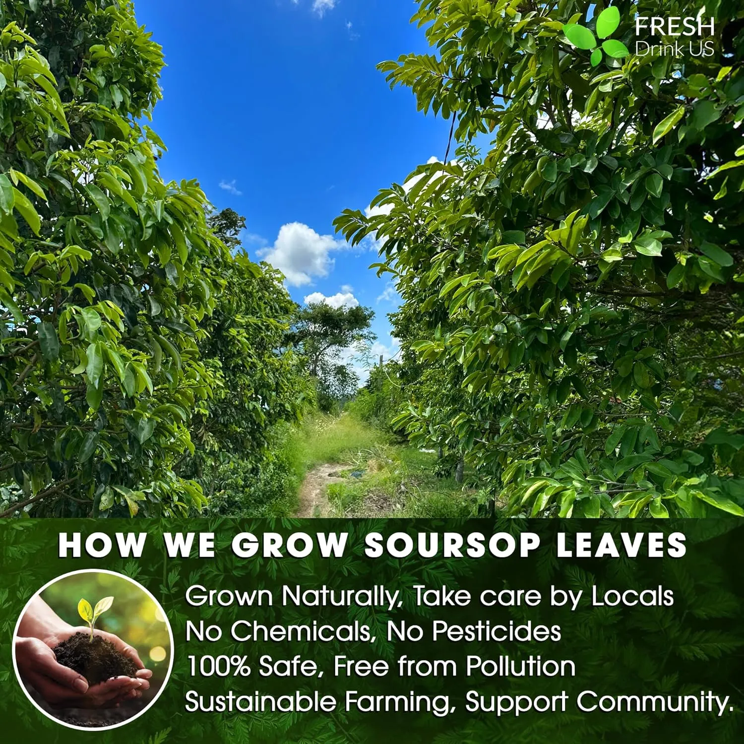 FreshDrinkUS, 240  Premium Soursop Graviola Dried Leaves Tea, 230-250 Whole Soursop Leaves, Wildcrafted, Graviola , Guanabana , Hoja Guanabana, Loose Leaf Herbal , No Gluten, Vegan