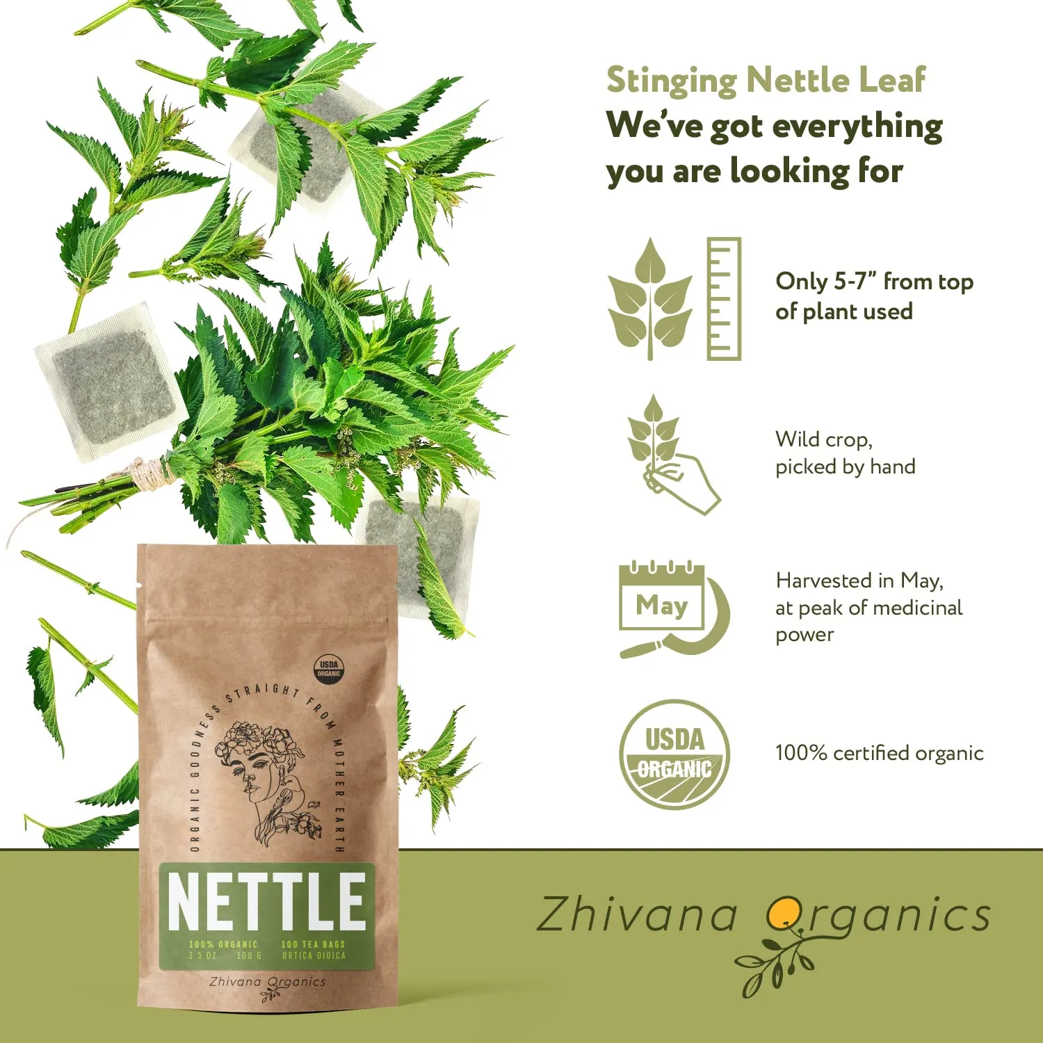Stinging Nettle Tea Organic (100 Tea Bags) - Stinging Nettle Leaf, Ortiga Verde Organica, Urtica Tea